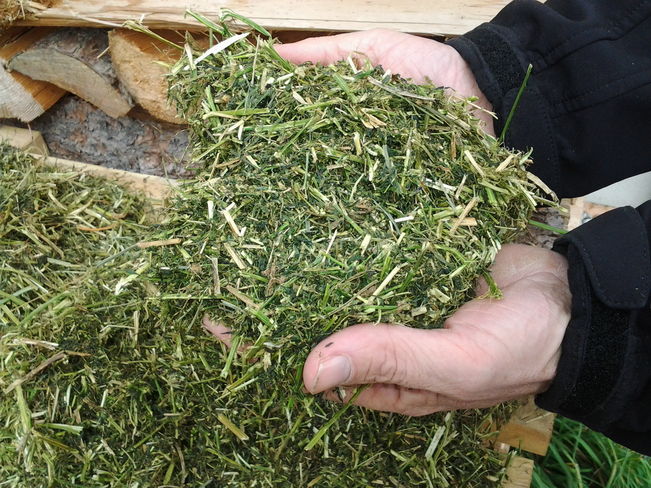 Grundfutter ist der zentrale Bestandteil in der Milchkuhfütterung © Arbeitskreis Milchproduktion Steiermark Grundfutter ist der zentrale Bestandteil in der Milchkuhfütterung © Arbeitskreis Milchproduktion Steiermark