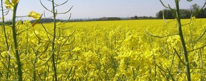 Stimmungsfoto-BBK WT © LK NÖ Stimmungsfoto-BBK WT © LK NÖ