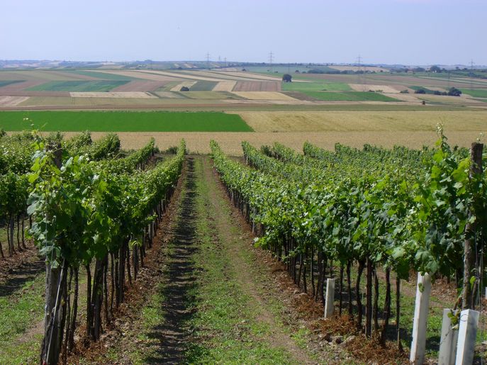 Blick Richtung Süden © LK NÖ Blick Richtung Süden © LK NÖ