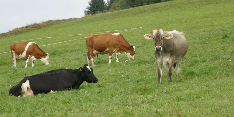 Die Umstellung von Weidefütterung auf Gärfutter oder Heu ist für die Kühe sehr belastend. © Stromberger Die Umstellung von Weidefütterung auf Gärfutter oder Heu ist für die Kühe sehr belastend. © Stromberger