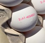 b) Genaue Rückverfolgbarkeit der Herkunft heimischer Eier durch die Frisch-Ei Kennzeichnung © Bgld. Landwirtschaftskammer b) Genaue Rückverfolgbarkeit der Herkunft heimischer Eier durch die Frisch-Ei Kennzeichnung © Bgld. Landwirtschaftskammer