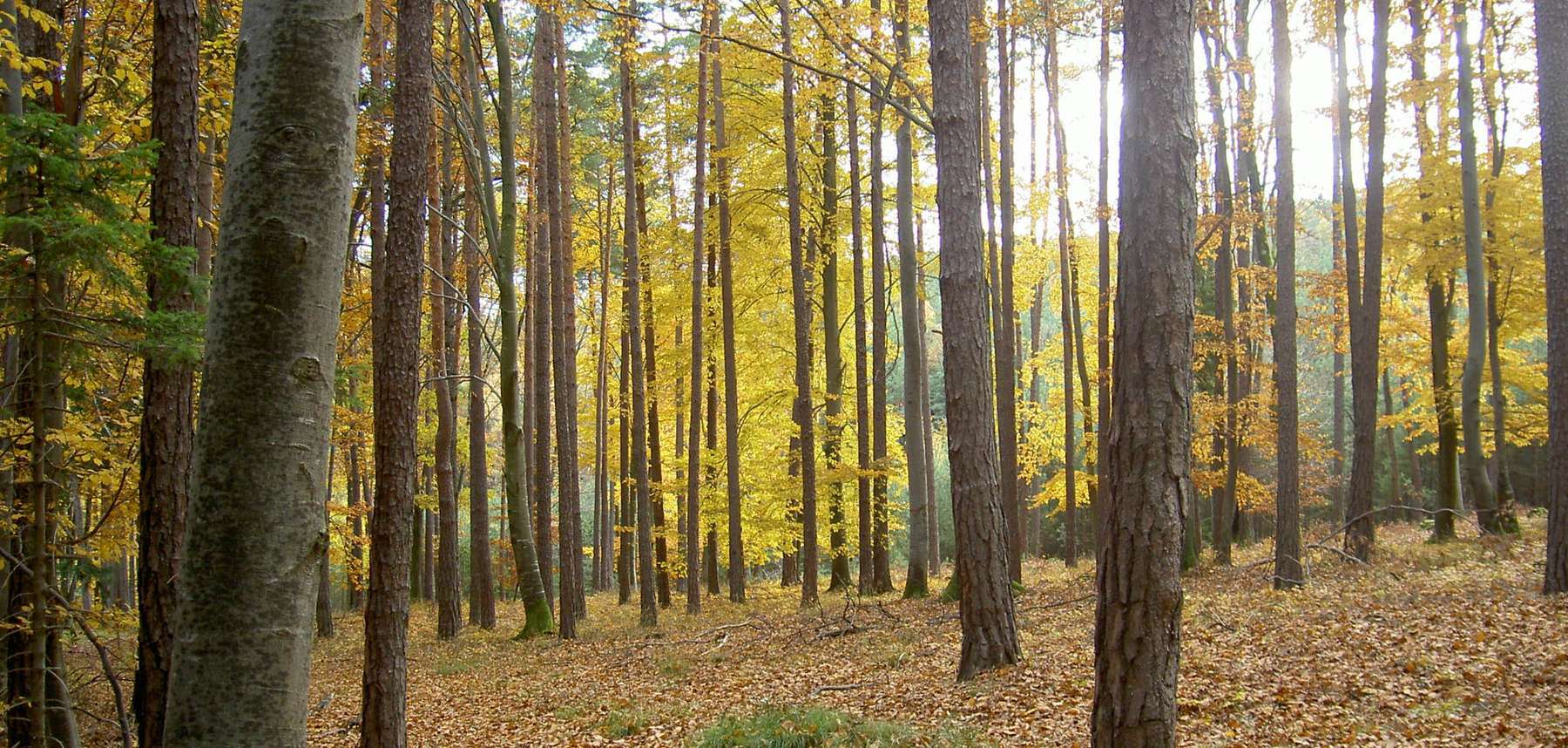 Forst.jpg © Bgld. Landwirtschaftskammer/DI Stummer Forst.jpg © Bgld. Landwirtschaftskammer/DI Stummer