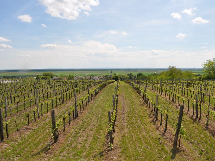 Weinviertel_Bockfließ © BBK Mistelbach