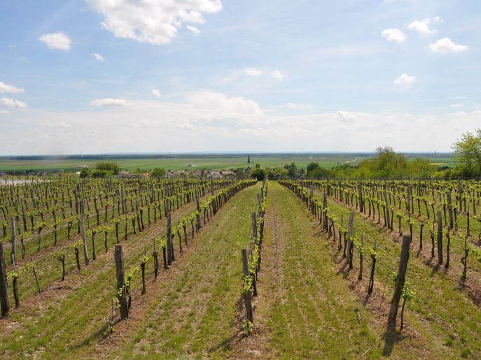 Weinviertel_Bockfließ © BBK Mistelbach Weinviertel_Bockfließ © BBK Mistelbach