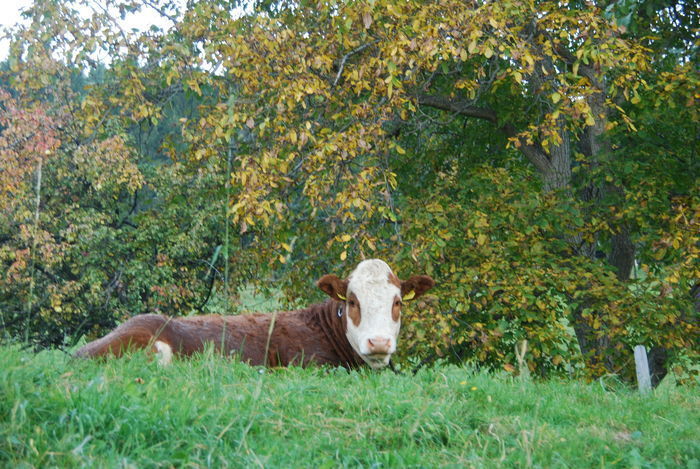 © DI Martin Weihs © DI Martin Weihs