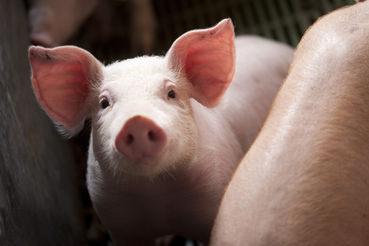 Schweinefachtagung.jpg © LK NÖ_René van Bakel_asablanca.com