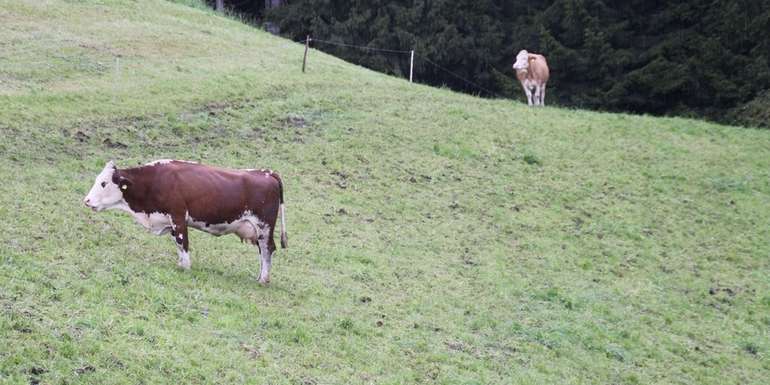 Die Beweidung sollte schonend erfolgen, damit die Grünlandnarbe nicht durch den Viehtritt bei
nassem Wetter zerstört wird. © Egger Die Beweidung sollte schonend erfolgen, damit die Grünlandnarbe nicht durch den Viehtritt bei
nassem Wetter zerstört wird. © Egger