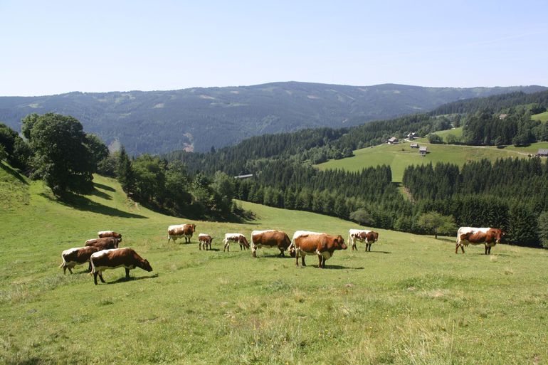 Wurde der Auftrieb in den Jahren 2016 und 2017 erhöht, kam es bei einigen Betrieben zu einer Neuberechnung. Bei Unregelmäßigkeiten
wird eine Beschwerde empfohlen. © kärntnerrind Wurde der Auftrieb in den Jahren 2016 und 2017 erhöht, kam es bei einigen Betrieben zu einer Neuberechnung. Bei Unregelmäßigkeiten
wird eine Beschwerde empfohlen. © kärntnerrind