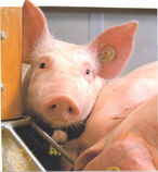 Im Rahmen des Tierhaltungstages für Schweine wird auch der Bgld. Tierschutzpreis für Nutztierhaltung verliehen © Bgld. Landwirtschaftskammer Im Rahmen des Tierhaltungstages für Schweine wird auch der Bgld. Tierschutzpreis für Nutztierhaltung verliehen © Bgld. Landwirtschaftskammer