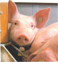 SchweinchenOhrmarke1.jpg © Bgld. Landwirtschaftskammer SchweinchenOhrmarke1.jpg © Bgld. Landwirtschaftskammer