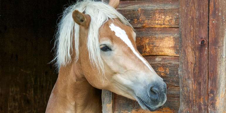 Pferdekopf.jpg © grafikplusfoto/Fotolia Pferdekopf.jpg © grafikplusfoto/Fotolia