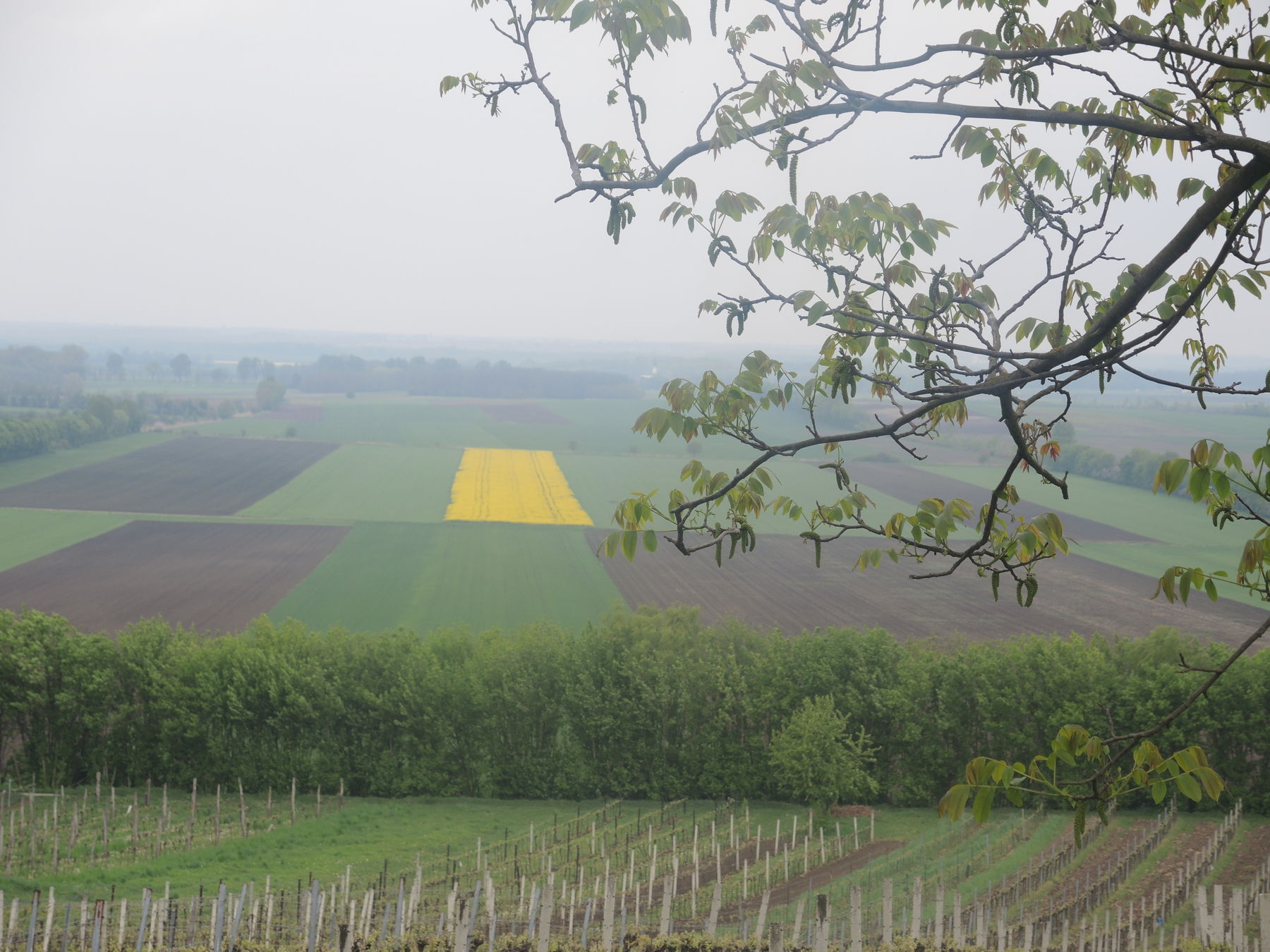 Weinviertel Galgenberg.jpg