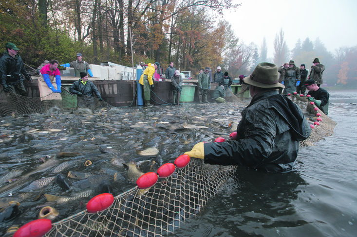 Die gesetzlichen Rahmenbedingungen und die Fischprädatoren machen einen Ausbau der Karpfenteichwirtschaft in Österreich schwierig. © Florian Kainz/Archiv Aqua Die gesetzlichen Rahmenbedingungen und die Fischprädatoren machen einen Ausbau der Karpfenteichwirtschaft in Österreich schwierig. © Florian Kainz/Archiv Aqua