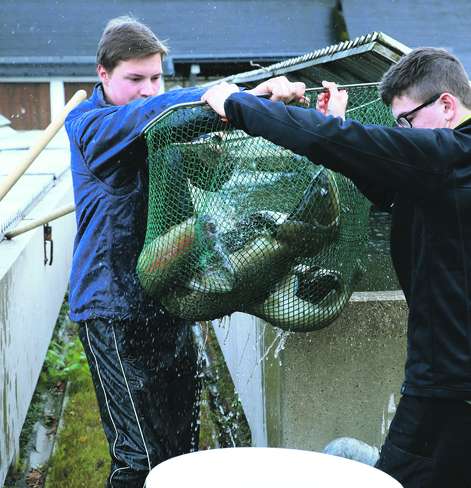 Die größten Steigerungen der inländischen Fischproduktion erhofft man sich am Forellensektor. © BAW-IGF-Hauer/Archiv Aqua Die größten Steigerungen der inländischen Fischproduktion erhofft man sich am Forellensektor. © BAW-IGF-Hauer/Archiv Aqua
