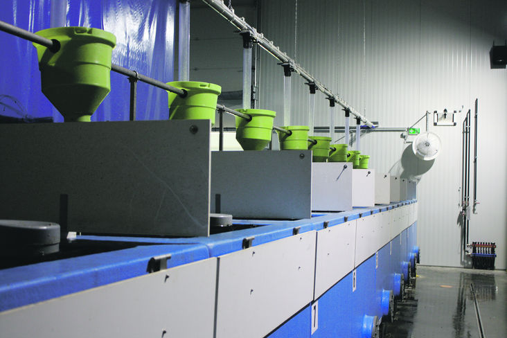 Die Afrikanischen Welse werden in der neu errichteten Mastanlage mittels automatischer Futteranlage gefüttert. © Leo Kirchmaier/Archiv Aqua Die Afrikanischen Welse werden in der neu errichteten Mastanlage mittels automatischer Futteranlage gefüttert. © Leo Kirchmaier/Archiv Aqua