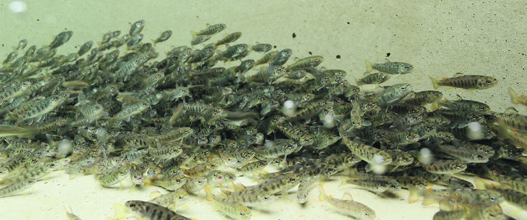 Bachforellenbrütlinge, die mit Insektenmehl gefüttert werden, zeigen das gleiche Wachstum wie bei Fischmehlfutter. © BAW-IG/Hauer Bachforellenbrütlinge, die mit Insektenmehl gefüttert werden, zeigen das gleiche Wachstum wie bei Fischmehlfutter. © BAW-IG/Hauer