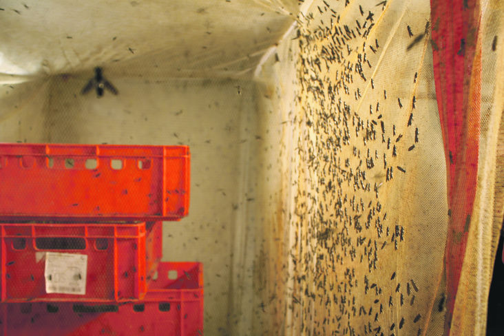 Die Schwarze Soldatenfliege wird in eigenen Räumen bei hoher Temperatur, Luftfeuchtigkeit und eigenen Lichtprogrammen vermehrt. © Leo Kirchmaier/Archiv Aqua Die Schwarze Soldatenfliege wird in eigenen Räumen bei hoher Temperatur, Luftfeuchtigkeit und eigenen Lichtprogrammen vermehrt. © Leo Kirchmaier/Archiv Aqua