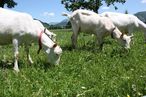 Verpflichtende Weidehaltung oder regelmäßiger Auslauf an 90
Tagen im Jahr bei teilweiser Einzelboxenhaltung. © LV Ziegenzucht OÖ Verpflichtende Weidehaltung oder regelmäßiger Auslauf an 90
Tagen im Jahr bei teilweiser Einzelboxenhaltung. © LV Ziegenzucht OÖ