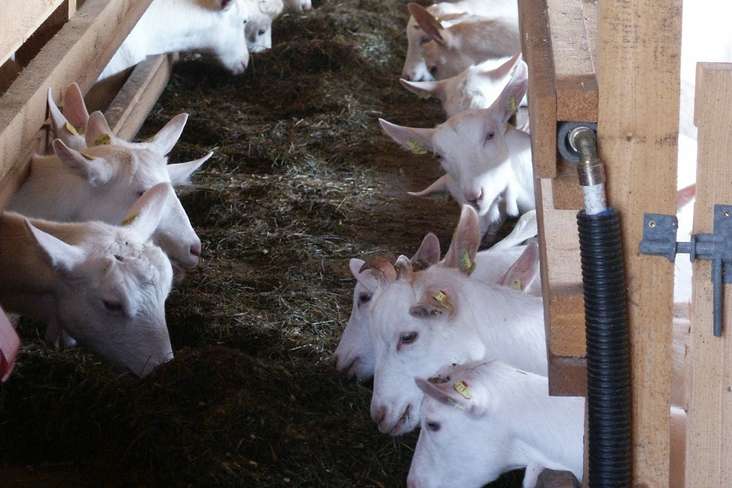 Genügend Platzangebot und Fressplatzbreite sind Voraussetzungen
für das Tierwohl. © LV Ziegenzucht OÖ Genügend Platzangebot und Fressplatzbreite sind Voraussetzungen
für das Tierwohl. © LV Ziegenzucht OÖ