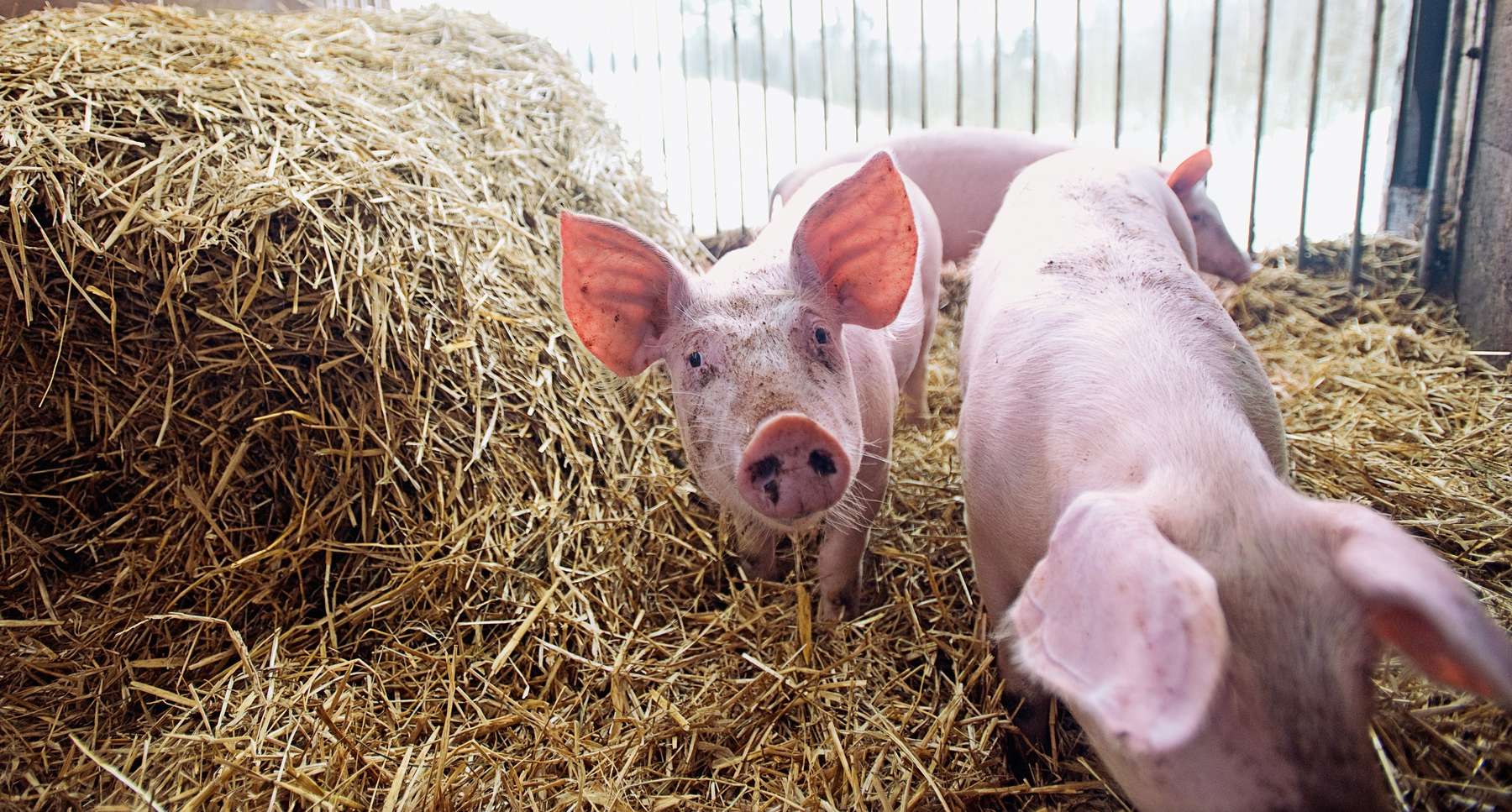 Schweine.jpg © LK OÖ Schweine.jpg © LK OÖ