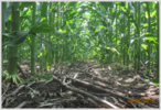 Bodenschonende Mulchsaat erfordert geeignete Betriebsmittel © Quelle: Boden Wasser Schutz Beratung/LK Oberösterreich Bodenschonende Mulchsaat erfordert geeignete Betriebsmittel © Quelle: Boden Wasser Schutz Beratung/LK Oberösterreich