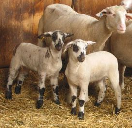 Eine bedarfsgerechte Fütterung der Schafe ist Voraussetzung für
die Erzeugung von jungen, vollfleischigen Qualitätslämmern. © Ringdorfer Eine bedarfsgerechte Fütterung der Schafe ist Voraussetzung für
die Erzeugung von jungen, vollfleischigen Qualitätslämmern. © Ringdorfer