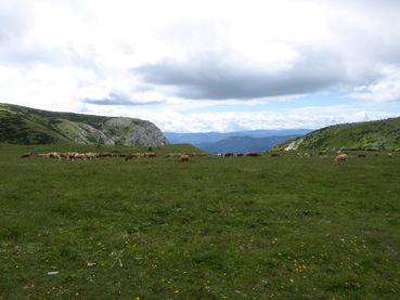 Rinder auf Alm.jpg © LK NÖ
