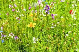 Artenreich / Abgestufter Wiesenbau bedeutet, gute Grundfutterleistungen sowie artenreiche Grünlandbestände am selben Betrieb zu verwirklichen. © LK Vorarlberg Artenreich / Abgestufter Wiesenbau bedeutet, gute Grundfutterleistungen sowie artenreiche Grünlandbestände am selben Betrieb zu verwirklichen. © LK Vorarlberg