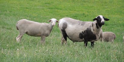 Schafe © BBK Zwettl