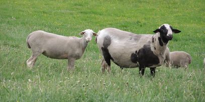 Schafe © BBK Zwettl