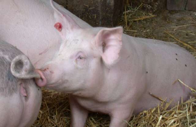Schweineschwanz.jpg © LK OÖ Schweineschwanz.jpg © LK OÖ