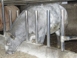 Auch rangniedrige Tiere,
Schüchterne und Einzelgänger
müssen im Wachstum nicht zurückbleiben,
wenn die Menge,
Zusammensetzung und Vorlage
eine ausreichende Futteraufnahme
zulassen. © Augustin Auch rangniedrige Tiere,
Schüchterne und Einzelgänger
müssen im Wachstum nicht zurückbleiben,
wenn die Menge,
Zusammensetzung und Vorlage
eine ausreichende Futteraufnahme
zulassen. © Augustin