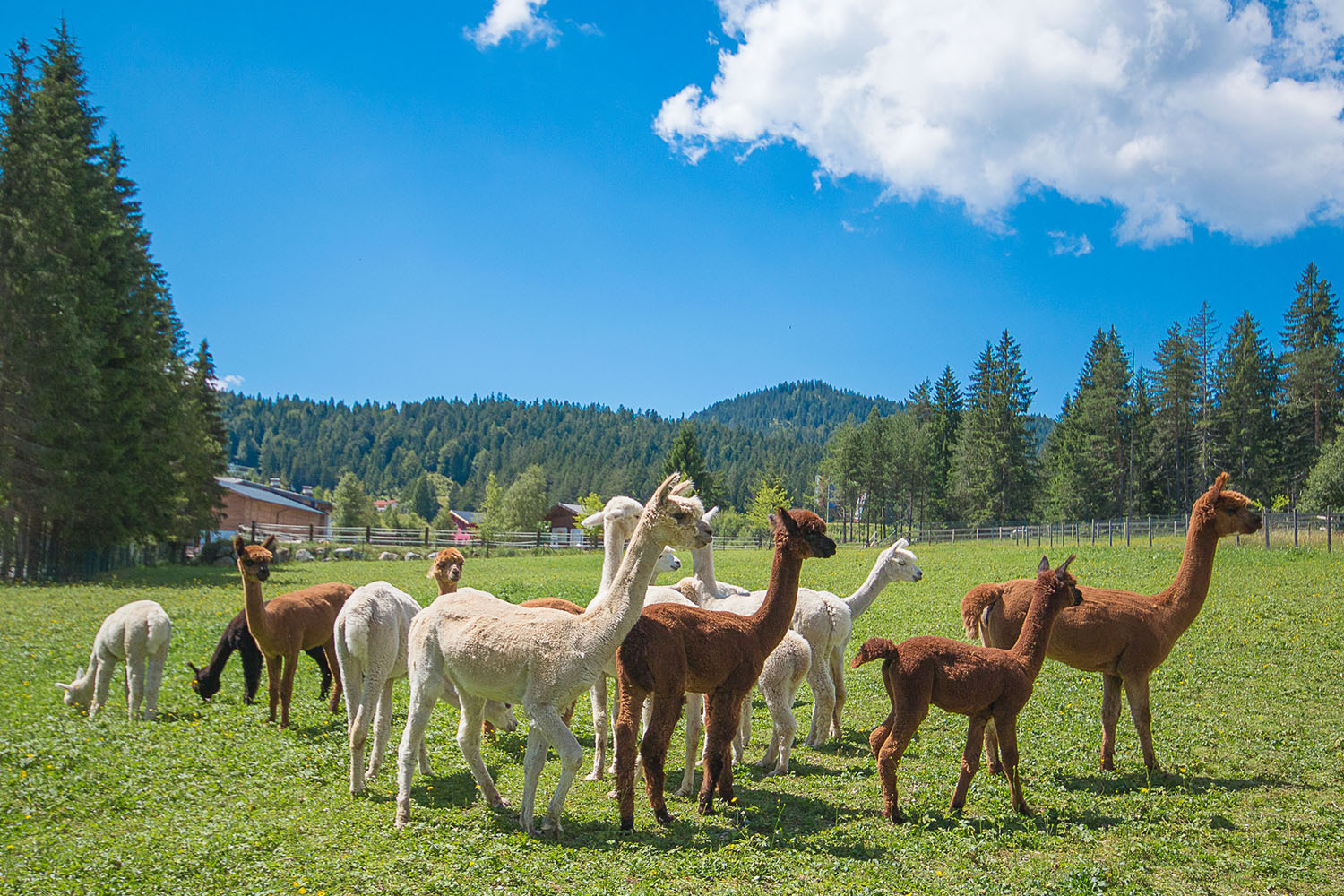 Von Peru nach Seefeld Landwirtschaftskammer Tirol