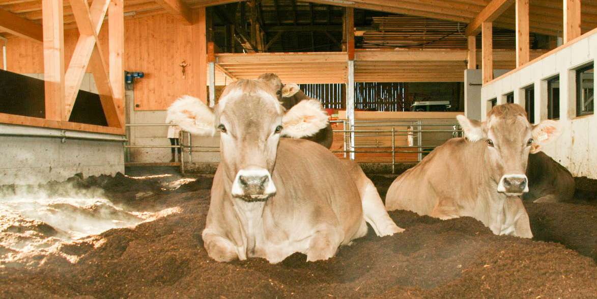 Die Kühe fühlen sich auf dem warmen Kompost sichtlich wohl. © LK Tirol/Strickner
