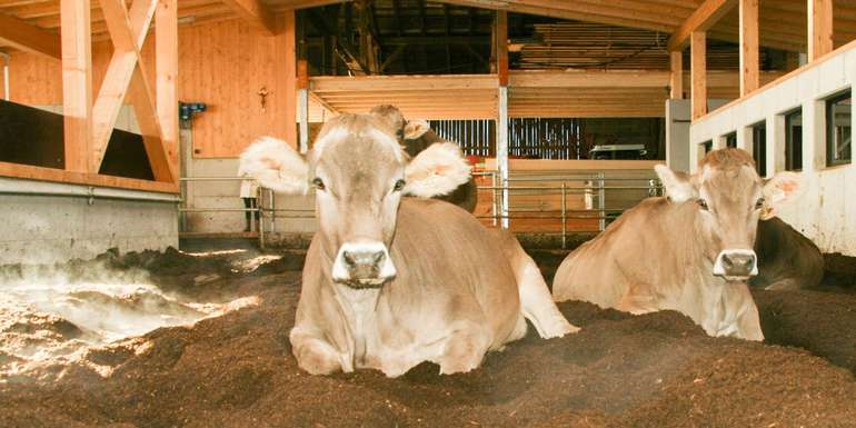 Die Kühe fühlen sich auf dem warmen Kompost sichtlich wohl. © LK Tirol/Strickner