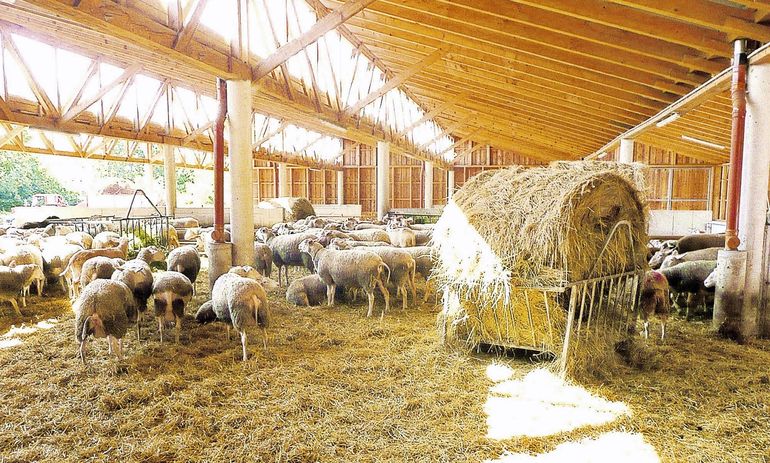 Licht, Luft, ausreichendes Platzangebot durch einen großzügigen Auslaufbereich und trockene Einstreu sind für eine optimale Stallumwelt nötig. © Foto LK/Jury Licht, Luft, ausreichendes Platzangebot durch einen großzügigen Auslaufbereich und trockene Einstreu sind für eine optimale Stallumwelt nötig. © Foto LK/Jury