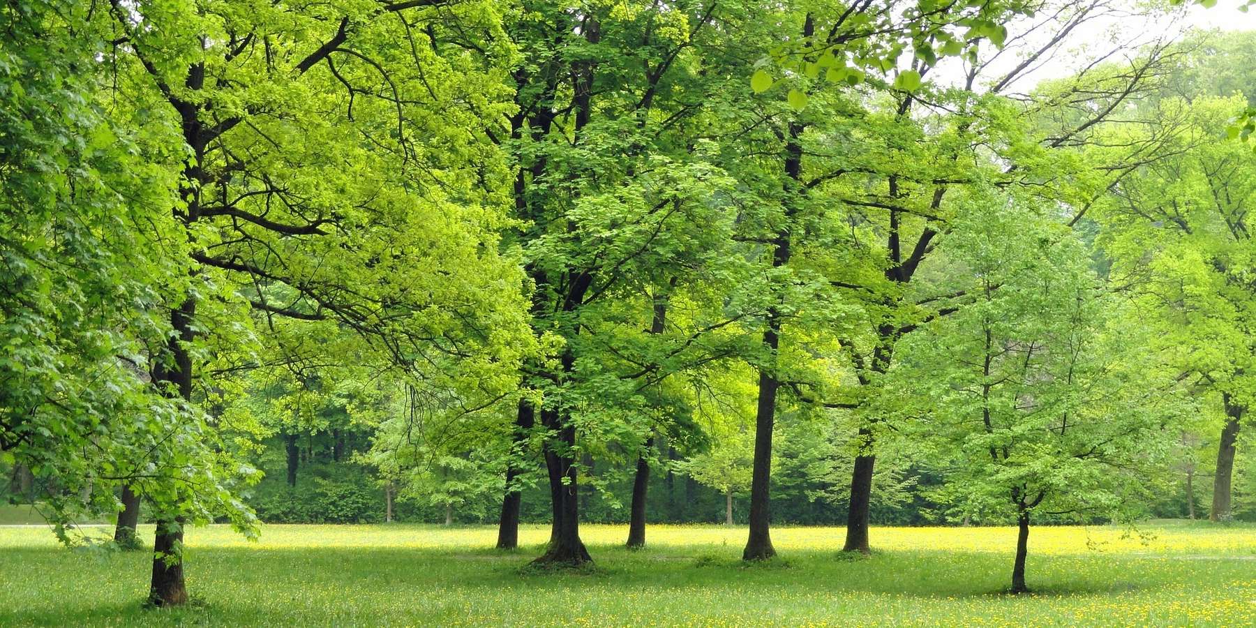 Forstrecht: Wald oder nicht Wald? © pixabay