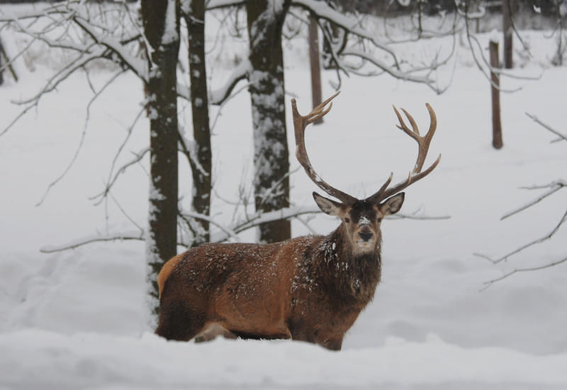 Winterhirsch.jpg © Steirische Landesjägerschaft/LK Stmk Winterhirsch.jpg © Steirische Landesjägerschaft/LK Stmk