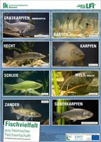 Poster Fischvielfalt © Archiv