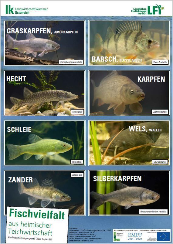 Poster Fischvielfalt © Archiv