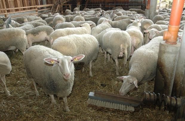 Die Schaf- und Ziegenhaltung erfreut sich im Burgenland steigender Beliebtheit. © Bgld. Landwirtschaftskammer Die Schaf- und Ziegenhaltung erfreut sich im Burgenland steigender Beliebtheit. © Bgld. Landwirtschaftskammer
