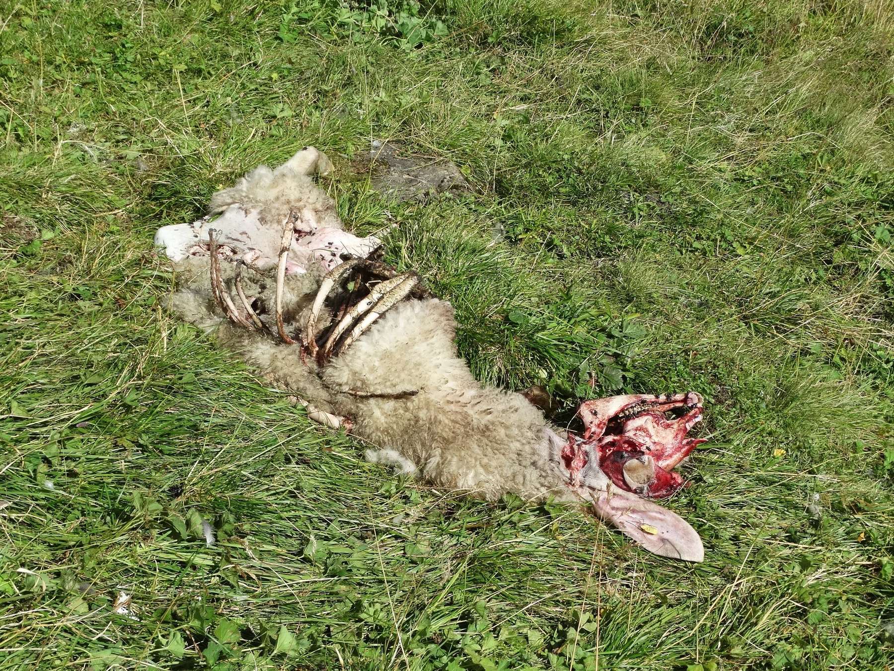 Schafsriss durch Wolf.jpg © Ing. Joseph Zandl