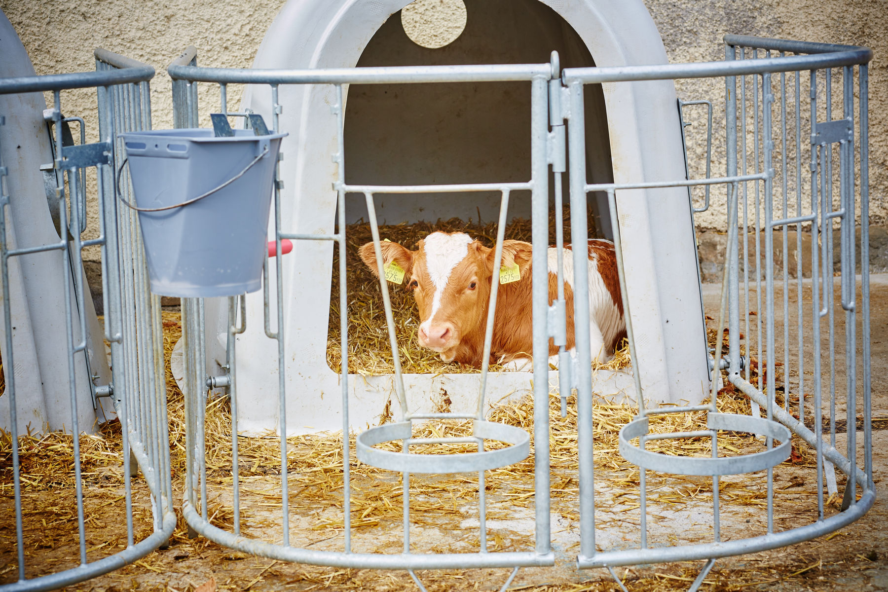 Kalb.jpg © Franz Gleiß/LK Niederösterreich Kalb.jpg © Franz Gleiß/LK Niederösterreich