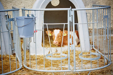 Kalb.jpg © Franz Gleiß/LK Niederösterreich Kalb.jpg © Franz Gleiß/LK Niederösterreich