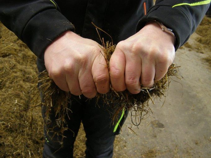 Der Trockenmassegehalt der Mischration lässt sich einfach und schnell mittels Wringprobe ermitteln. © BRP OÖ