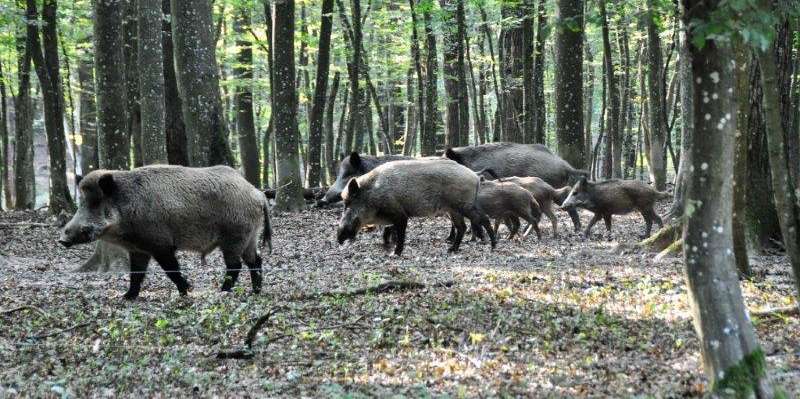Bild zu Achtung Farmwildhalter.jpg © Bgld. Landwirtschaftskammer/Ing. Gstöhl Bild zu Achtung Farmwildhalter.jpg © Bgld. Landwirtschaftskammer/Ing. Gstöhl