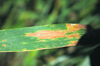 In niederschlagsreichen Jahren tritt bei Weizen Blattdürre durch Septoria tritici stärker auf. © LK NÖ/Schmiedl In niederschlagsreichen Jahren tritt bei Weizen Blattdürre durch Septoria tritici stärker auf. © LK NÖ/Schmiedl