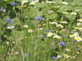 Wiesenblumen © BBK St. Pölten