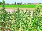 Quinoa hat geringe Ansprüche an Boden und Wasser und verträgt auch ein paar Minusgrade. Eine Aussaat erfolgt ab Mitte April. © LK NÖ/Harald Schally Quinoa hat geringe Ansprüche an Boden und Wasser und verträgt auch ein paar Minusgrade. Eine Aussaat erfolgt ab Mitte April. © LK NÖ/Harald Schally