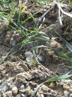 Bildvordergrund: Deutsches Weidelgras mit Rasengenetik
Bildhintergrund: Winterdinkel; Aufnahme vom 29.1.2015 © DI Willi Peszt Bildvordergrund: Deutsches Weidelgras mit Rasengenetik
Bildhintergrund: Winterdinkel; Aufnahme vom 29.1.2015 © DI Willi Peszt